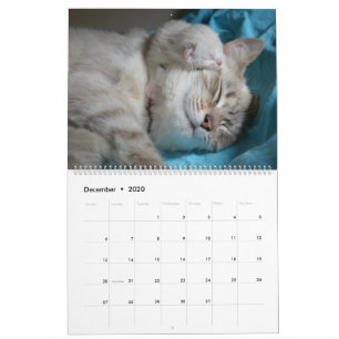 Sleeping Cats & Kittens Cute Kitty 2021 Calendar