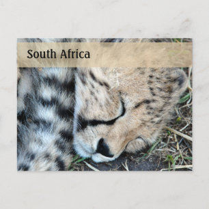 Sleeping Cheetah Cub Photo Postcard