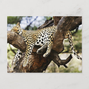 Sleeping Cheetah Postcard