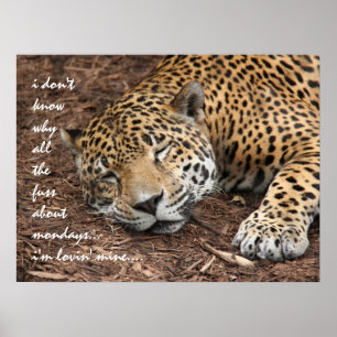 Sleeping Cheetah, why all the fuss about Monday? Poster