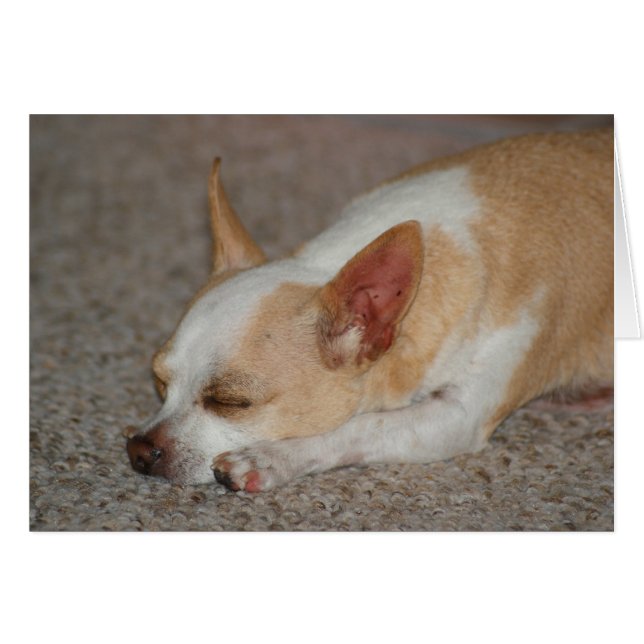 Sleeping Chihuahua (Front Horizontal)