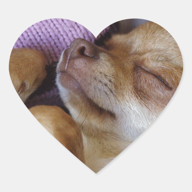 Sleeping Chihuahua Heart Sticker (Front)