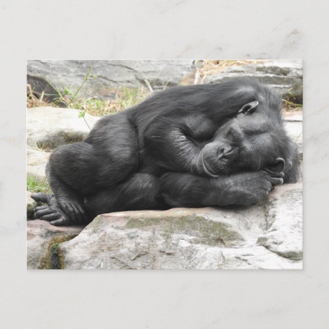 Sleeping Chimpanzee Postcard (Front)
