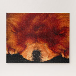 Sleeping Chow Chow 16x20 520pc jpa Jigsaw Puzzle