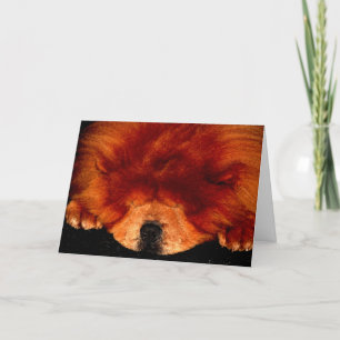Sleeping Chow Chow gccna Card