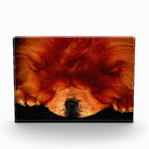 Sleeping Chow Chow pbcn Photo Block