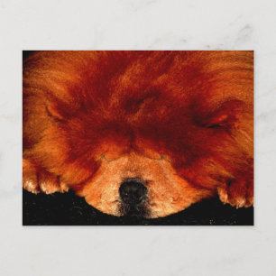 Sleeping Chow Chow pcm Postcard