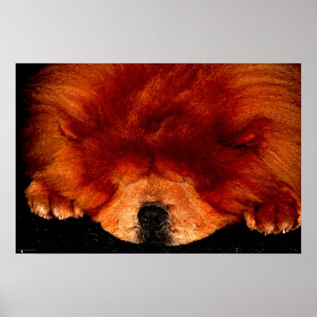 Sleeping Chow Chow wapcn Poster (Front)
