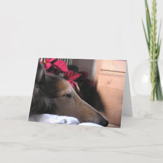 Sleeping Collie Holiday Card