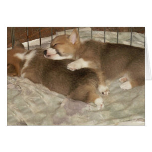 Sleeping Corgis