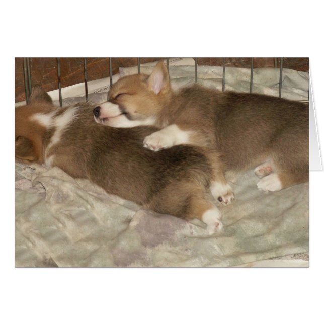 Sleeping Corgis (Front Horizontal)