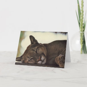 "Sleeping Couger" Wildlife Photo Greeting Card
