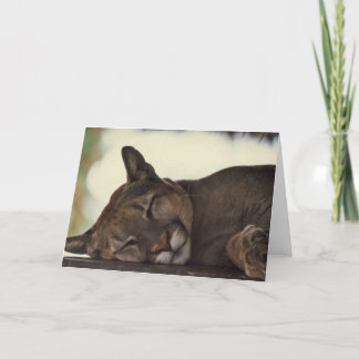 "Sleeping Couger" Wildlife Photo Greeting Card