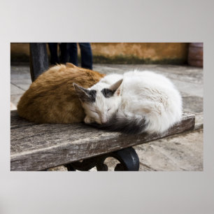Sleeping Cretan Cats Poster