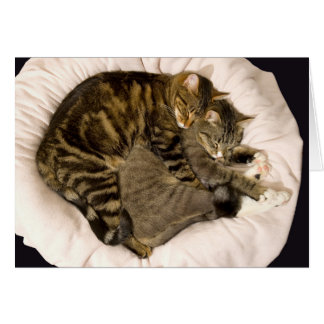 Sleeping cuddling cats