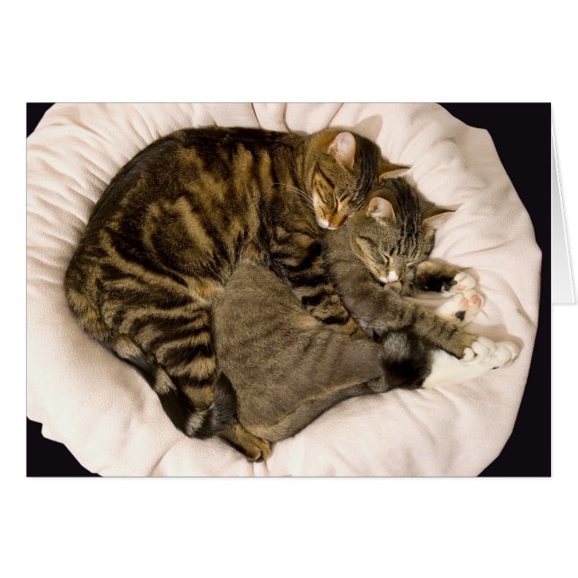 Sleeping cuddling cats (Front Horizontal)