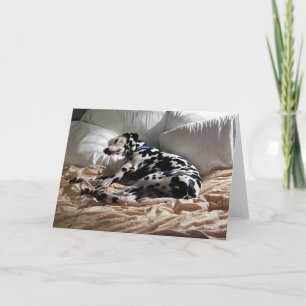 Sleeping Dalmatian Card