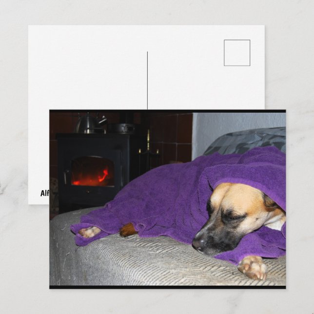 Sleeping Dog by Fireplace Postcard (Front/Back)