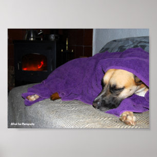 Sleeping Dog by Fireplace Poster