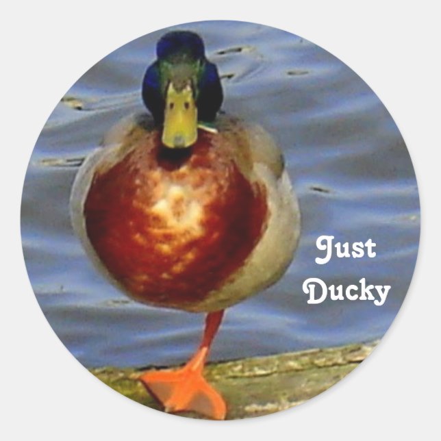 Sleeping Duck Classic Round Sticker (Front)