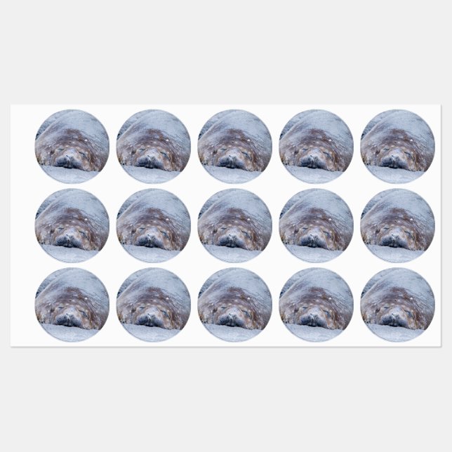 Sleeping elephant seal (Sheet)