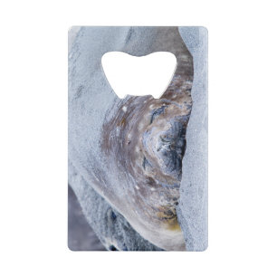 Sleeping elephant seal