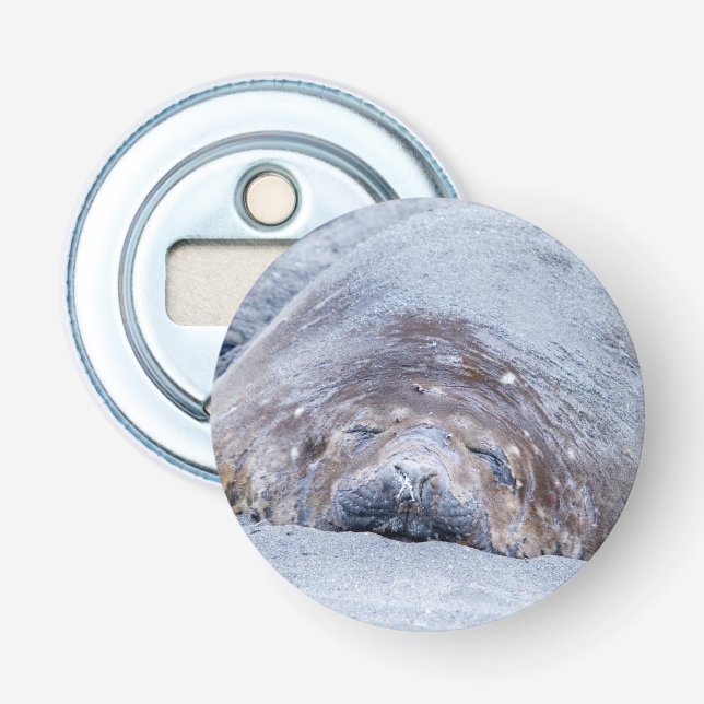Sleeping elephant seal bottle opener (Front)
