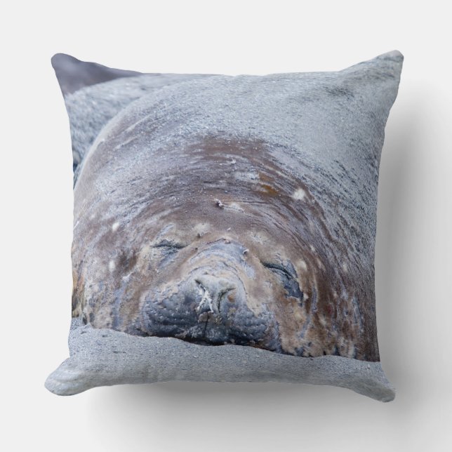 Sleeping elephant seal cushion (Front)