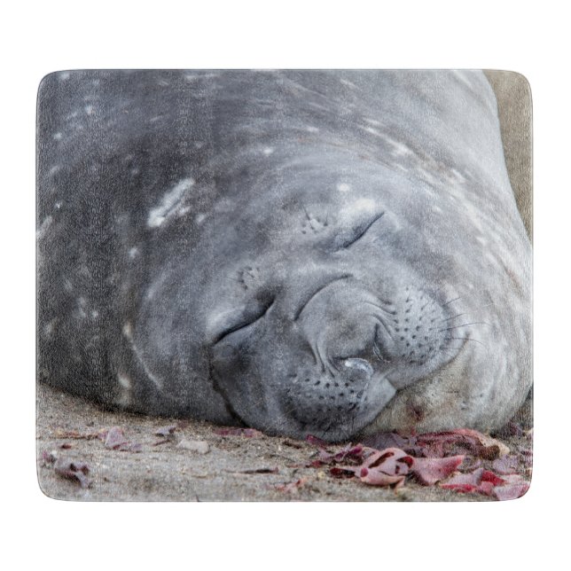 Sleeping elephant seal cutting board (Front)