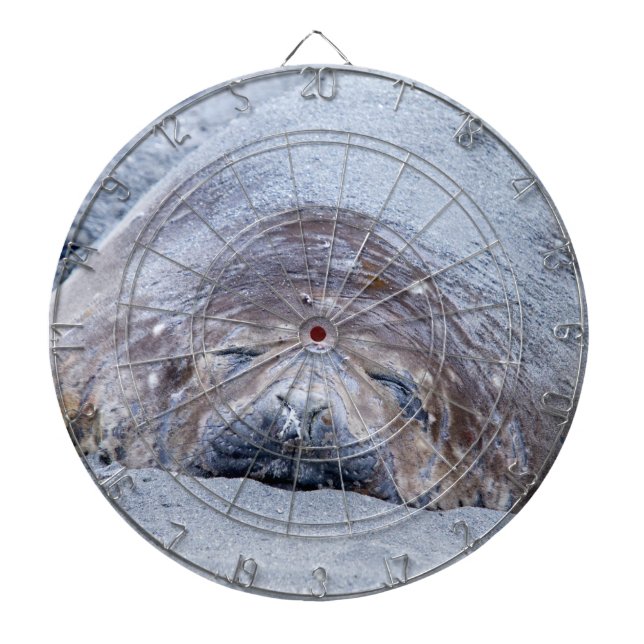Sleeping elephant seal dartboard (Front)