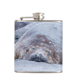 Sleeping elephant seal hip flask
