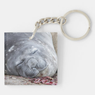 Sleeping elephant seal key ring