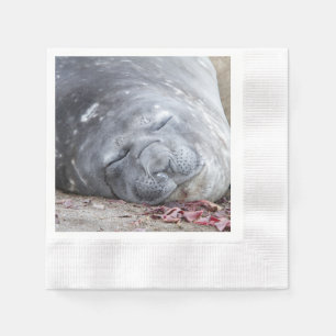 Sleeping elephant seal napkin