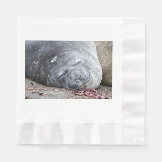 Sleeping elephant seal napkin (Front)