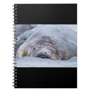 Sleeping elephant seal notebook