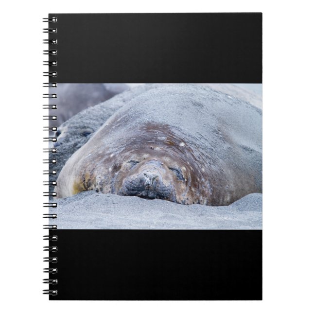 Sleeping elephant seal notebook (Front)