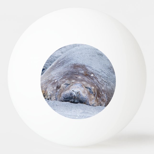 Sleeping elephant seal ping pong ball (Back)