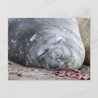 Sleeping elephant seal postcard