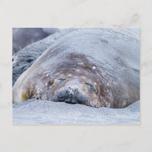 Sleeping elephant seal postcard
