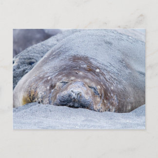Sleeping elephant seal postcard