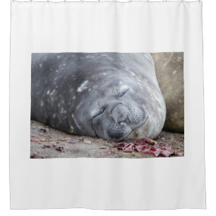 Sleeping elephant seal shower curtain