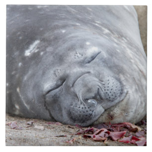 Sleeping elephant seal tile