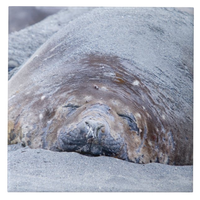 Sleeping elephant seal tile (Front)