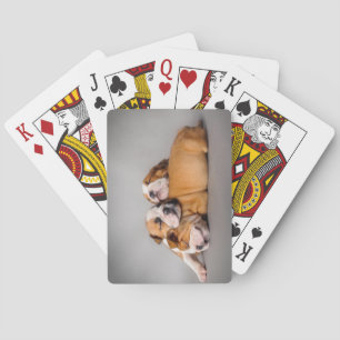 Sleeping English bulldog puppies Playing Cards
