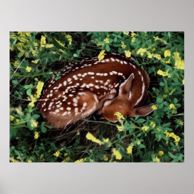 Sleeping Fawn Poster (Front)