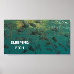 Sleeping fish poster