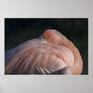 Sleeping Flamingo Print
