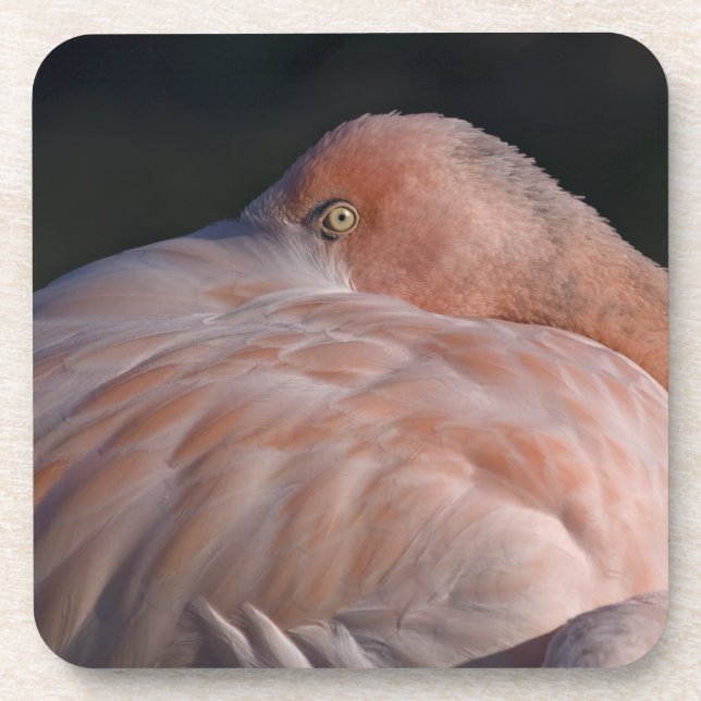 Sleeping Flamingo Set of 6 Coasters (Front)