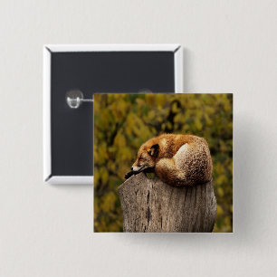 sleeping fox photo 15 cm square badge