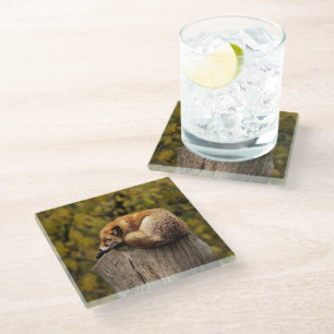 Sleeping fox photo glass coaster
